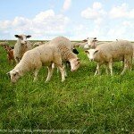 sheep_02