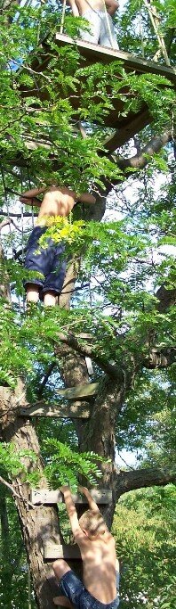 Stelle Tree Climbers