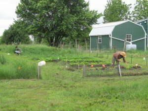 garden planting