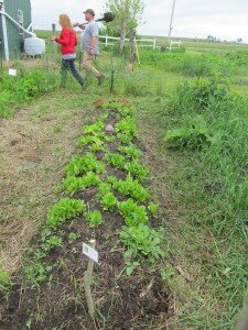 shot of garden bed